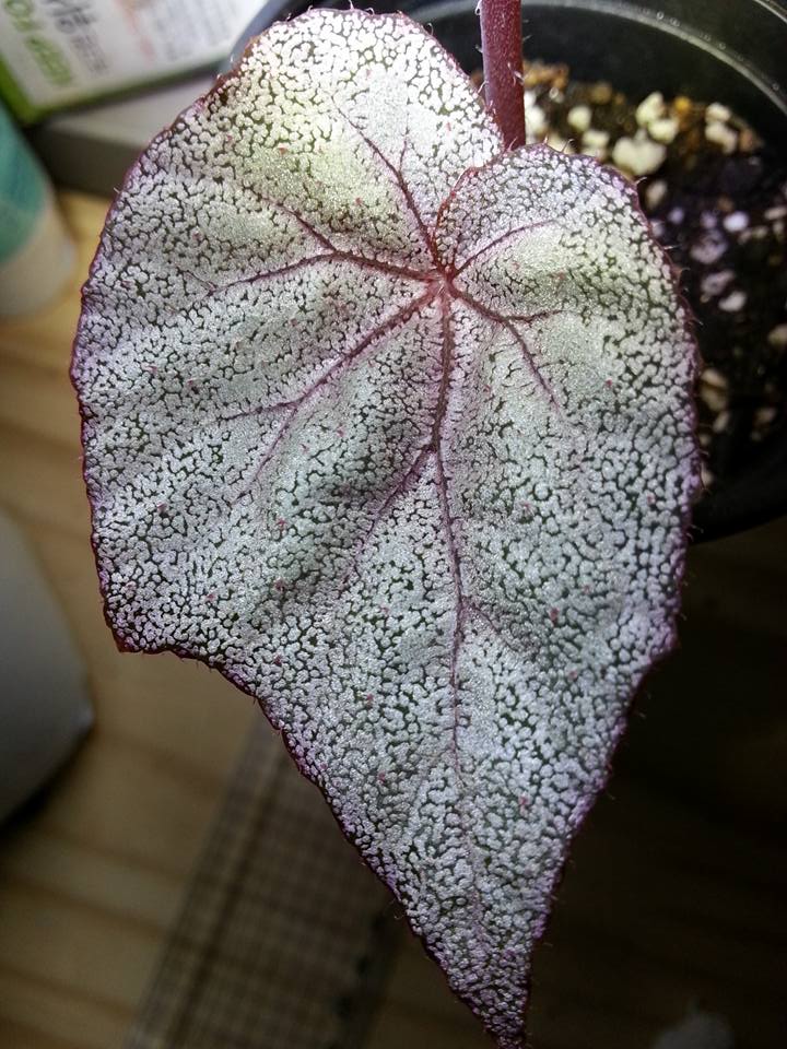 B. ‘Ella Marguerite’